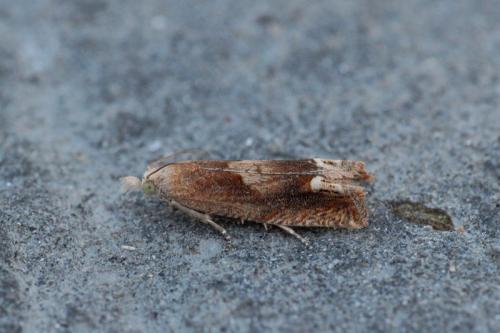 Réf. 222 988 : Eucosma conterminana